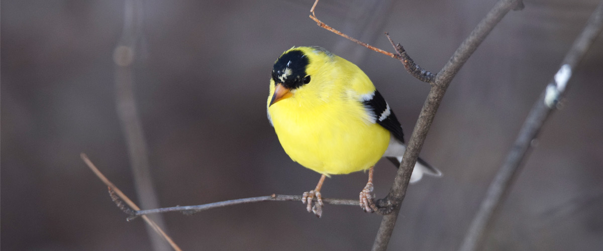 A goldfinch perches on a tree branch.