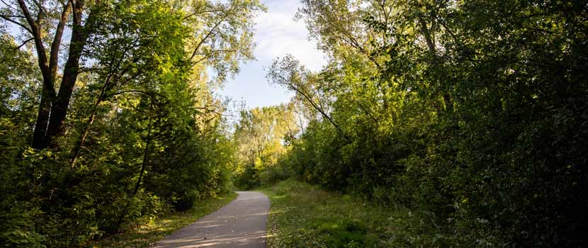 A paved trail cuts through the woods in the summer.