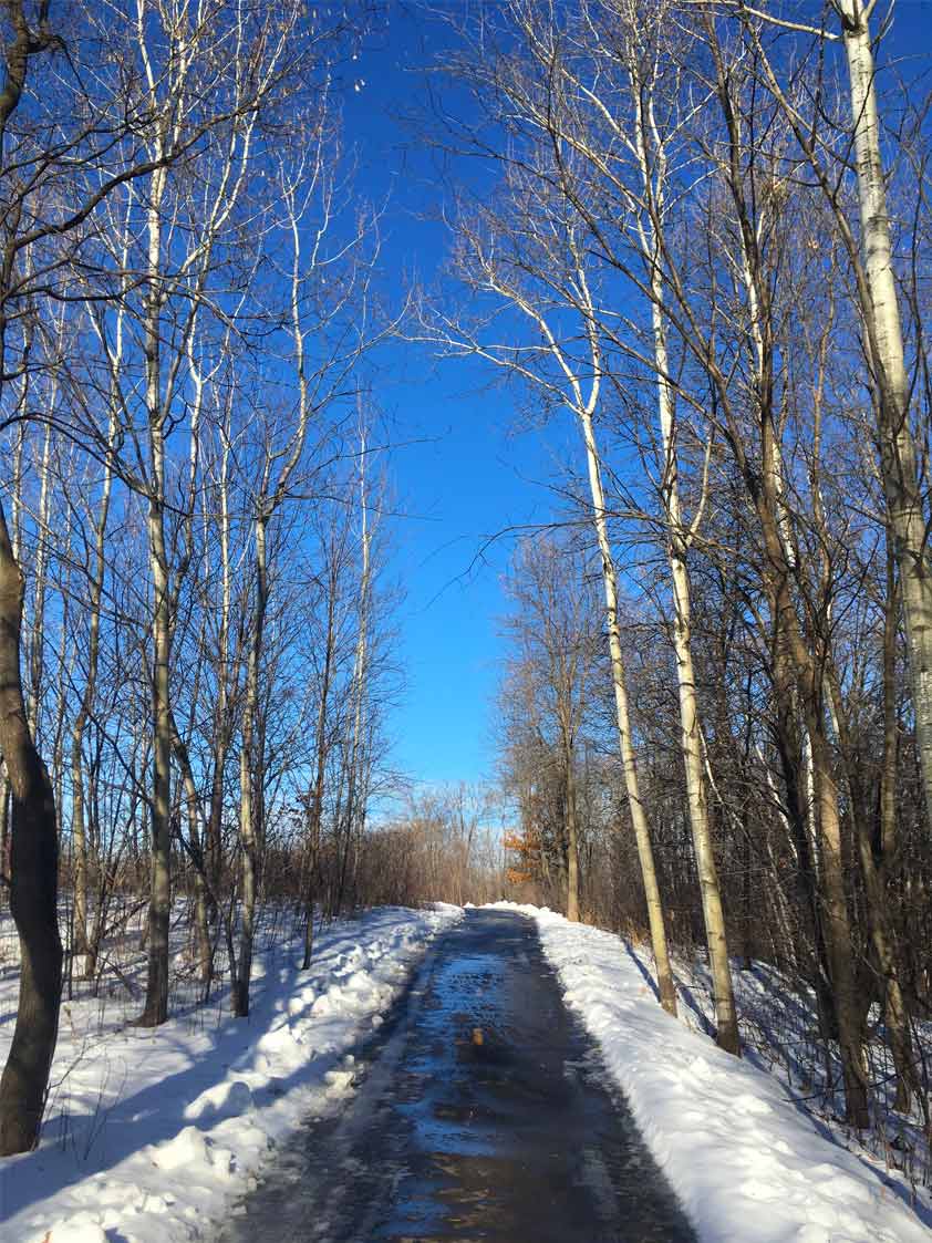 A paved trail separates rows of aspen and other trees in the winter at French Regional Park.