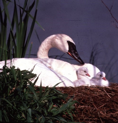 A trumpeter swan sits with two chicks on its nest.