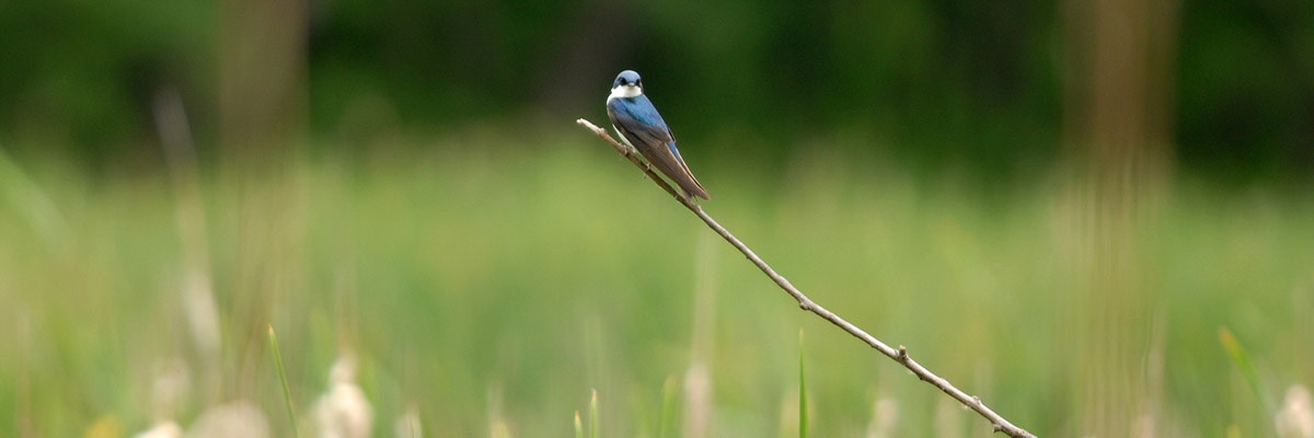 A song bird sits on a thin branch