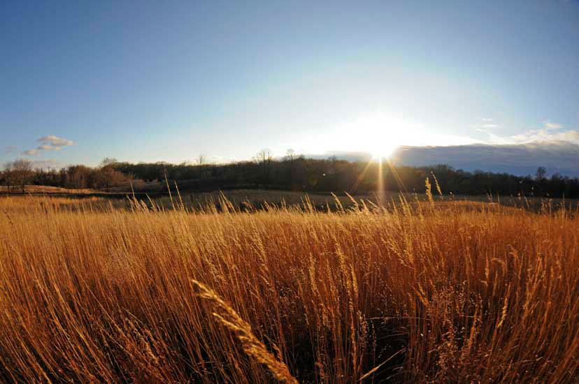 View of the golden prairie grasses