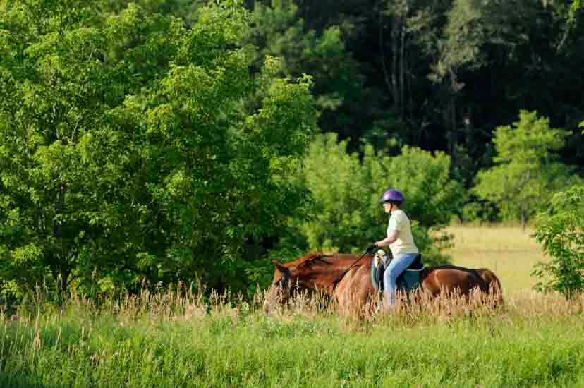 Horseback rider in tall grass