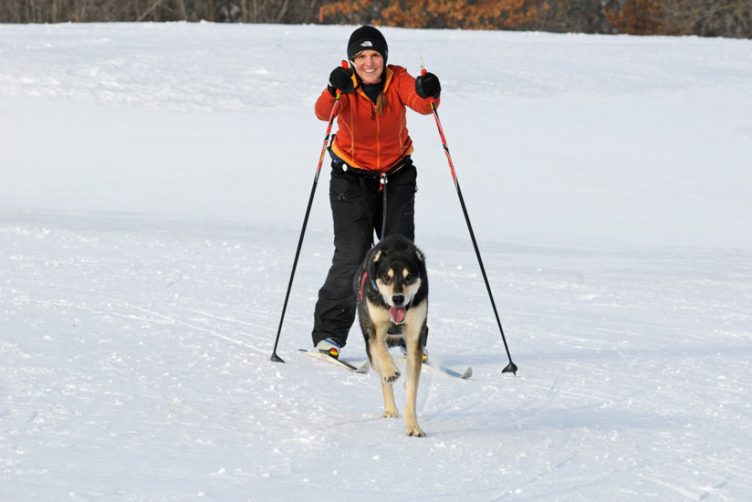 Woman on skis being pulled by dog
