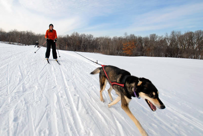 Skijourer with dog