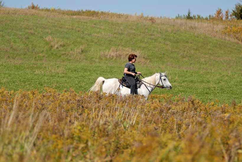 Horseback rider in an open field