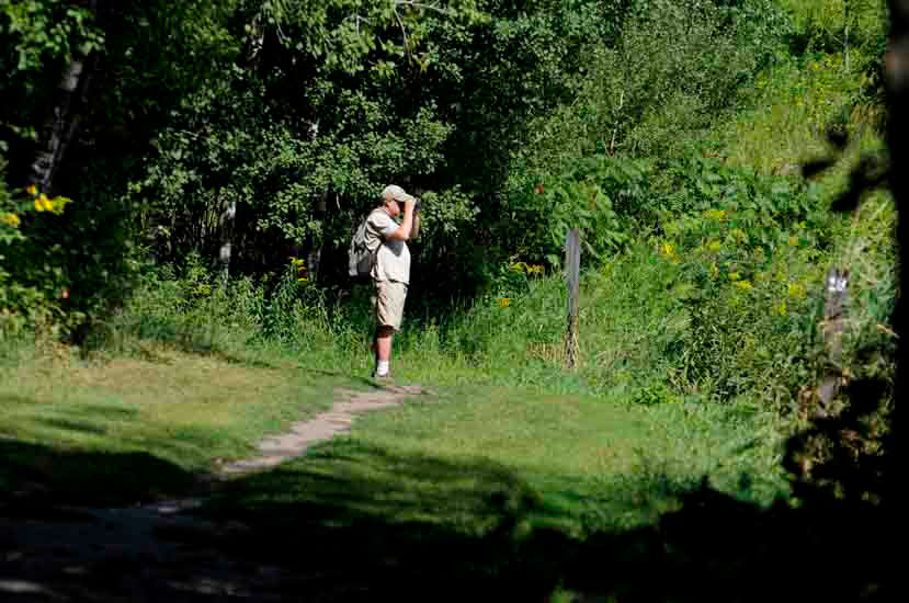 Hiker on wooded trail