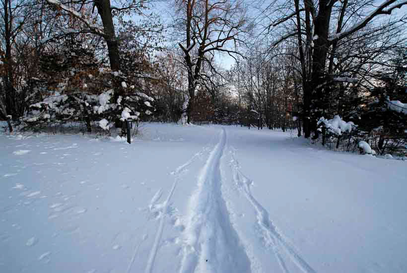 Ski tracks in fresh snow