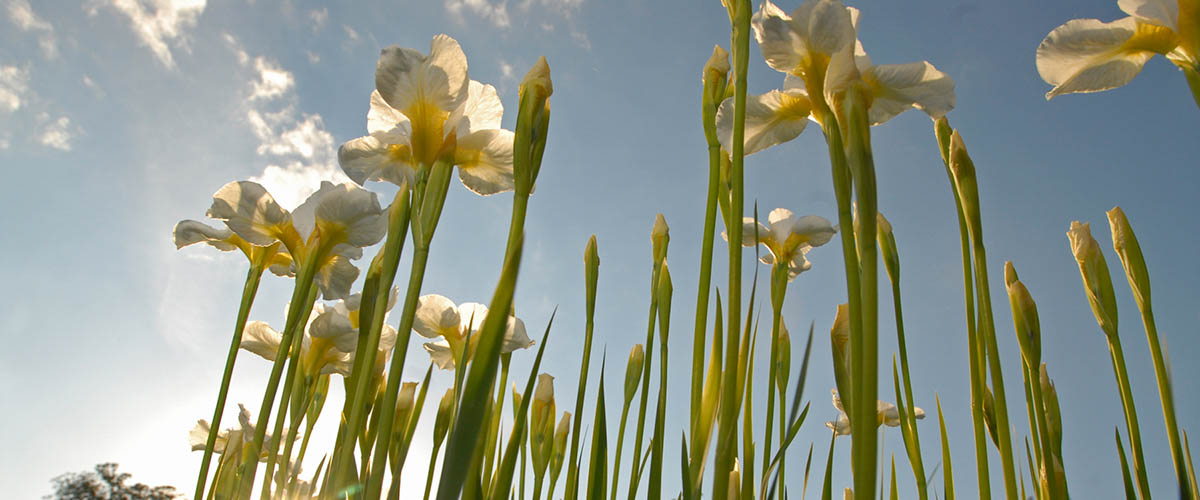 White iris against a blue sky