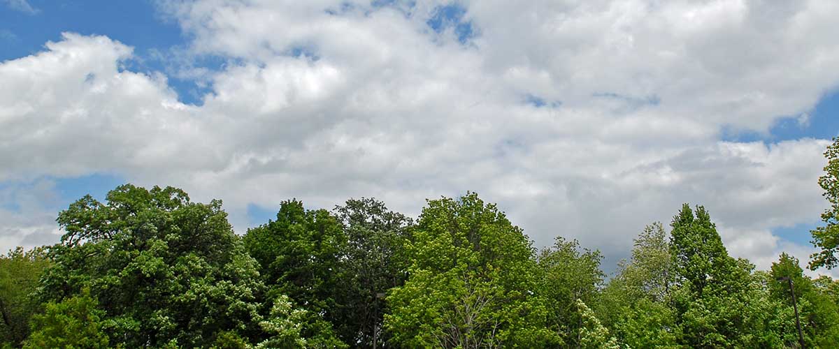View of clouds and tree tops