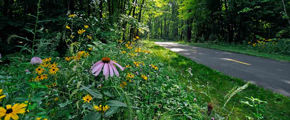 Native flowers along paved trail