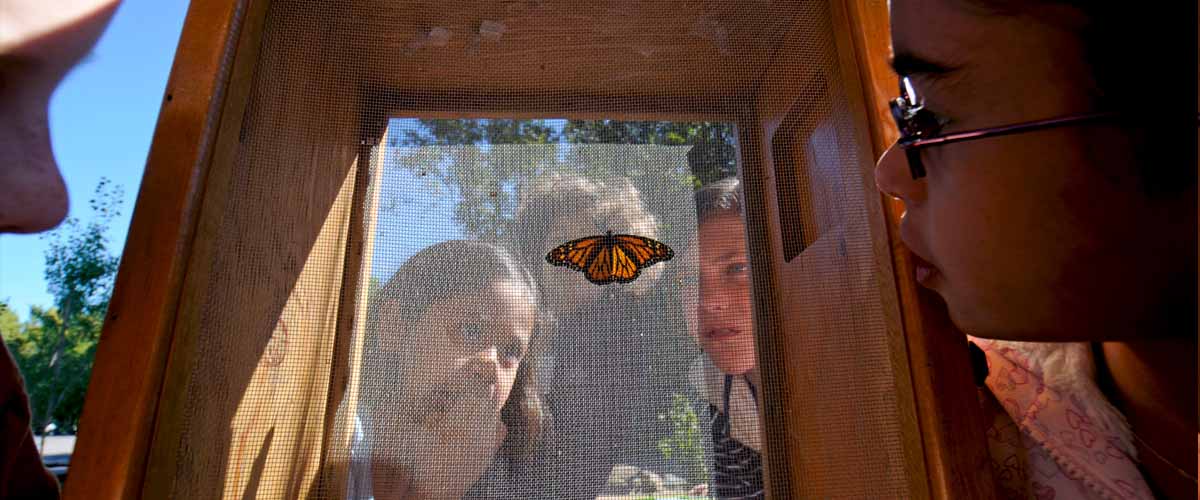 kids look closely at a monarch butterfly