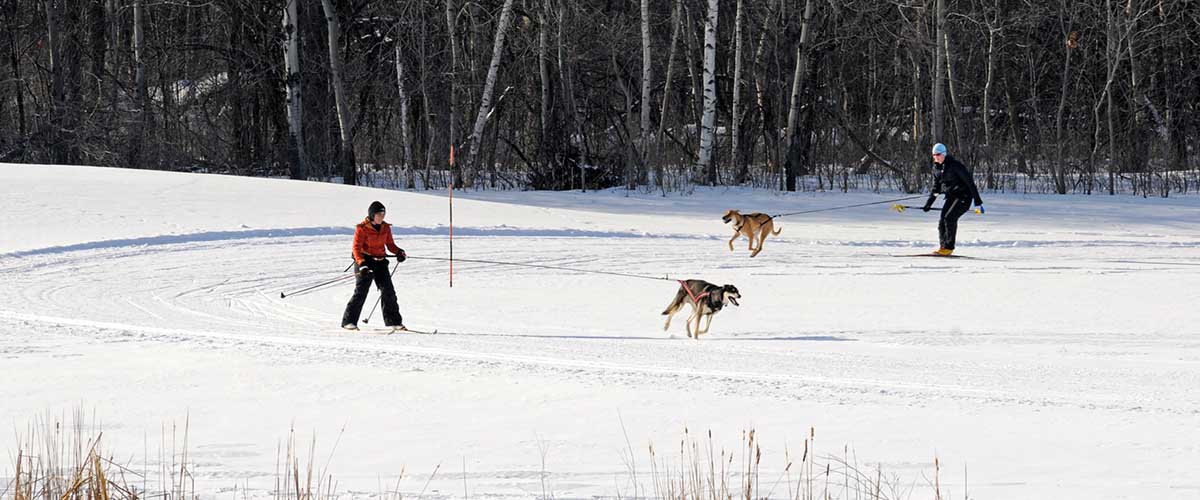 Skijourers being pulled by dogs