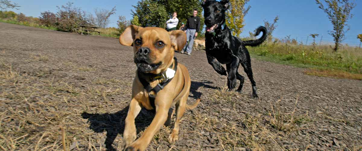 dogs running off-leash