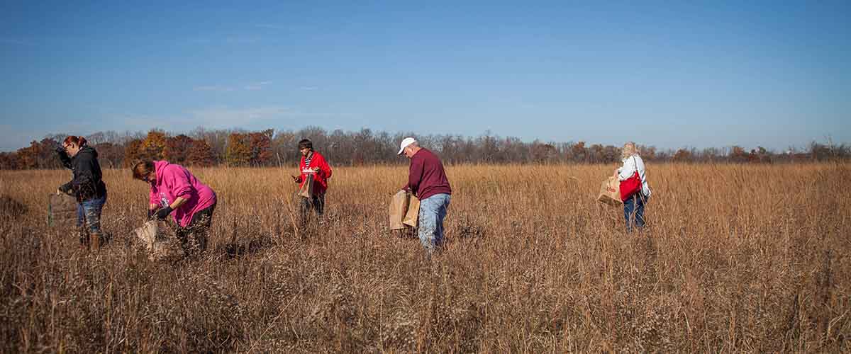 A group pulls seeds from a prairie