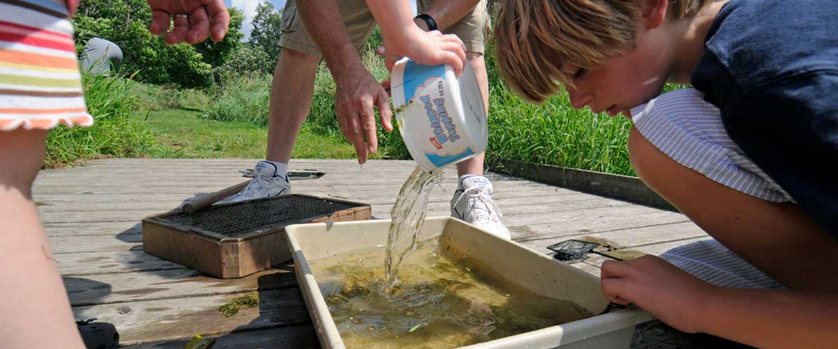 boy studying pond water