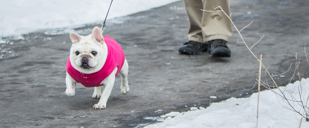Small white dog wearing a pink sweater walking on a trail in winter