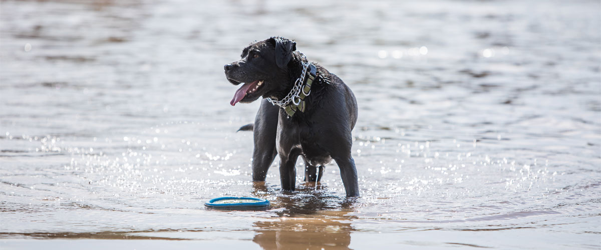 a black dog standing in a pond with a frisbee in front of it