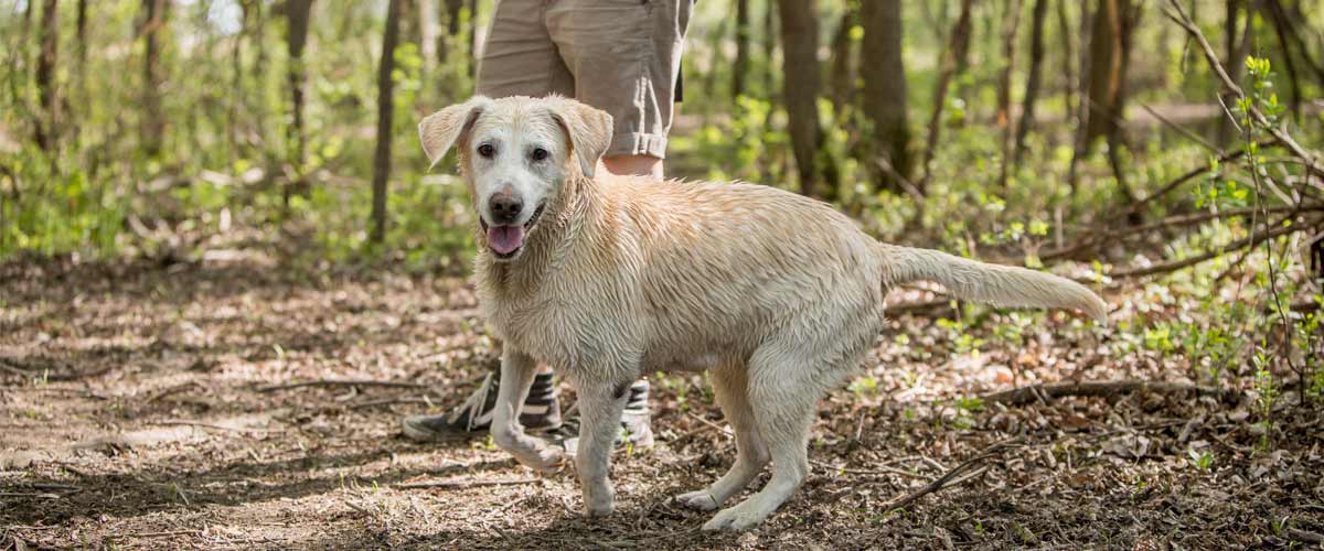 a yellow lab in a wooded area