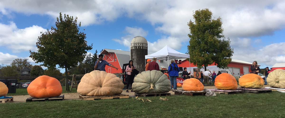 giant pumpkins at Gale Woods Farm