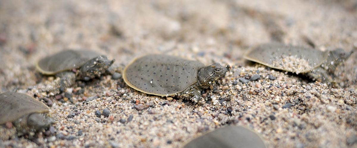 spiny softshell turtles in the sand.