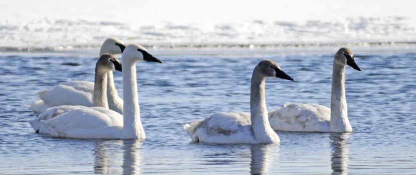 four white trumpeter swans on a lake in the winter.