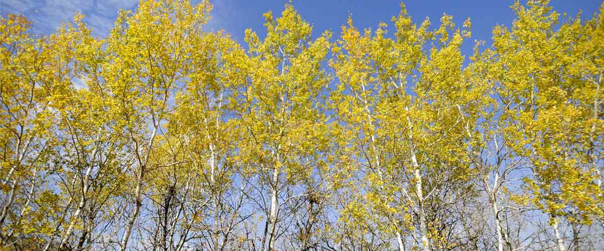 yellow aspen tress against a blue sky