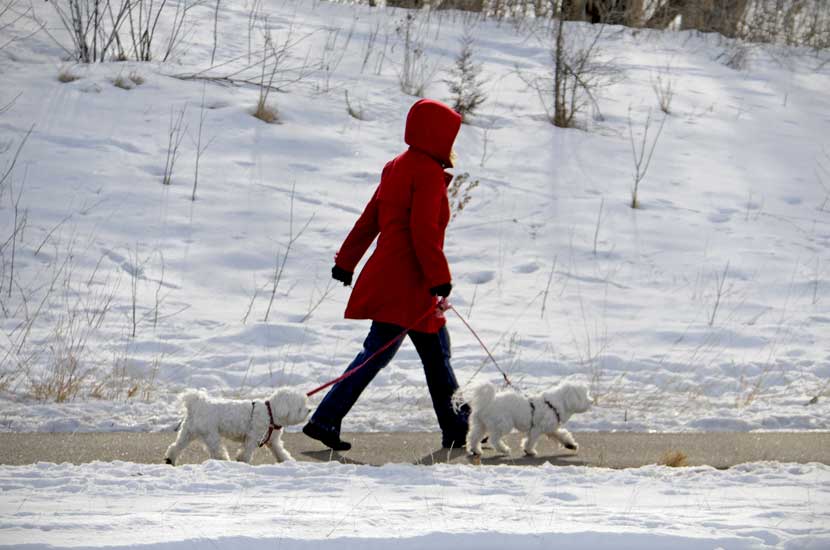 a woman in a red coat walking two small white dogs on a paved trail.