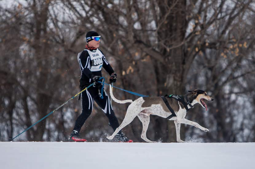 a man cross-country skiing with a dog.