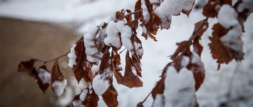brown leaves on a branch covered in snow.