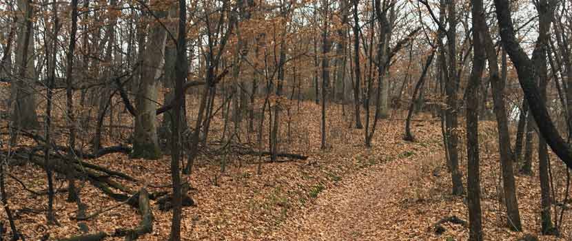 a wooded trail with leaves on the ground