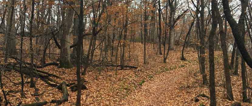 a wooded path covered in leaves.