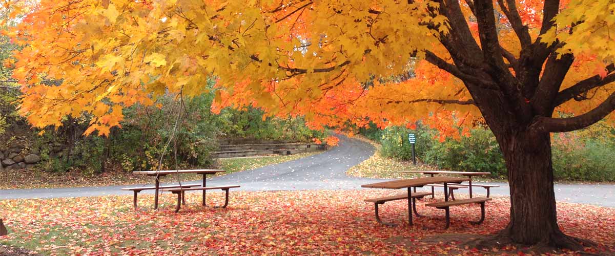 a large maple tree with yellow and orange leaves providing shade for picnic tables.