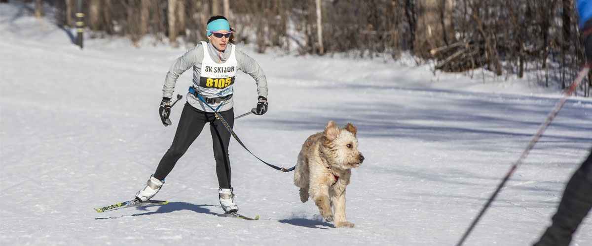a woman skijoring with with a light-colored golden doodle