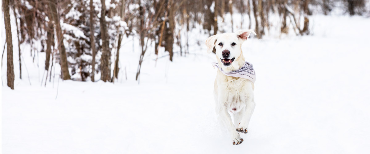 a yellow lab running in the snow.