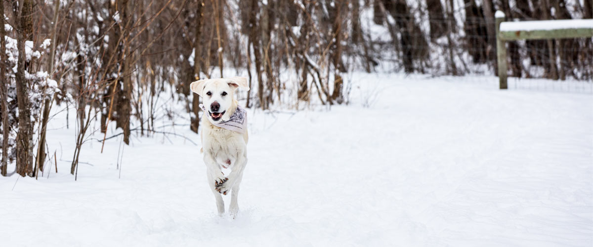a yellow lab running toward the camera in the snow. Trees are in the background.