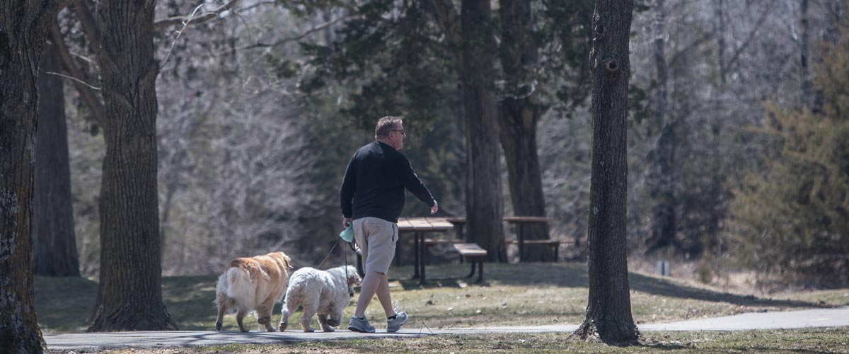 a man walking two dogs in an open area with some trees. 