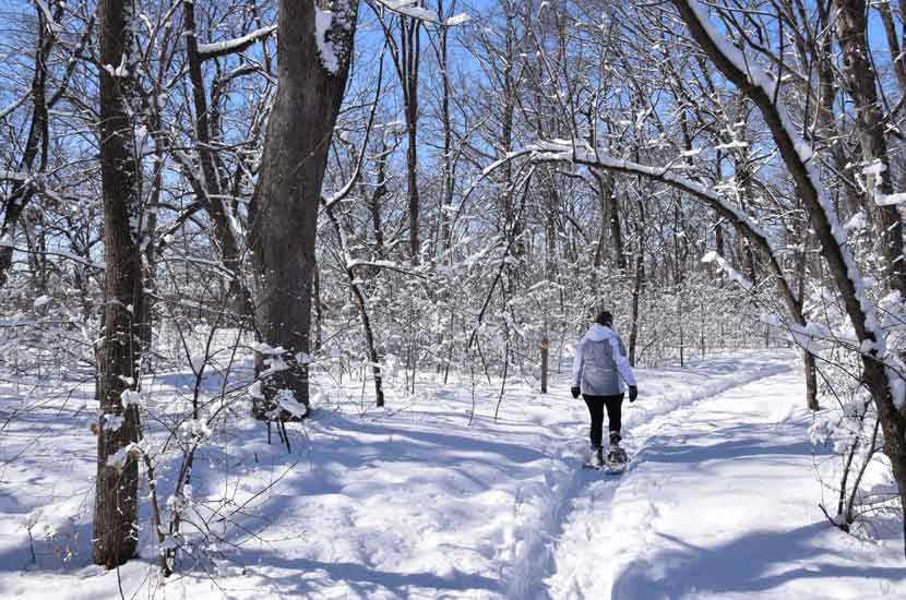 a woman walks through a snow-covered forest on snowshoes.