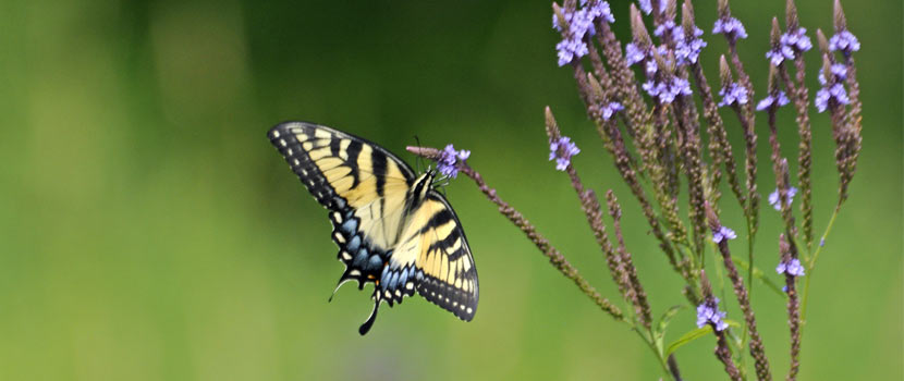close up of a yellow butterfly on a purple flowering plant