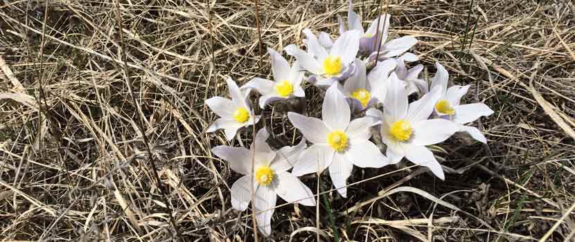 light purple flowers with pointed petals grow near the ground in a prairie.