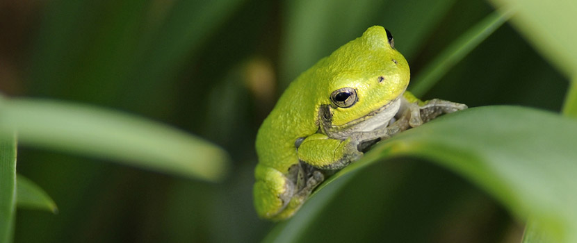 close up of a green frog sitting on a plant leaf