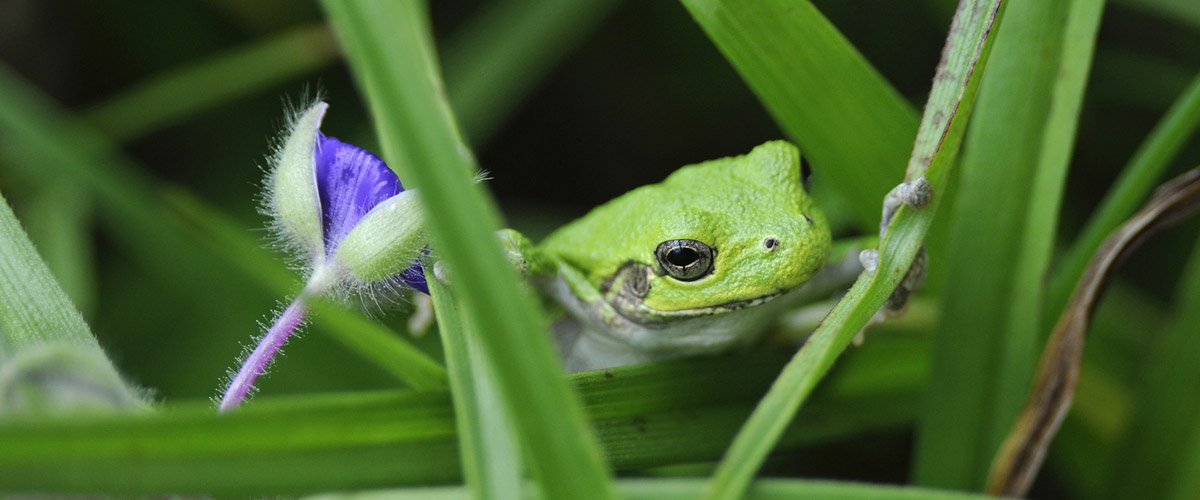 close up of a green frog in blades of grass
