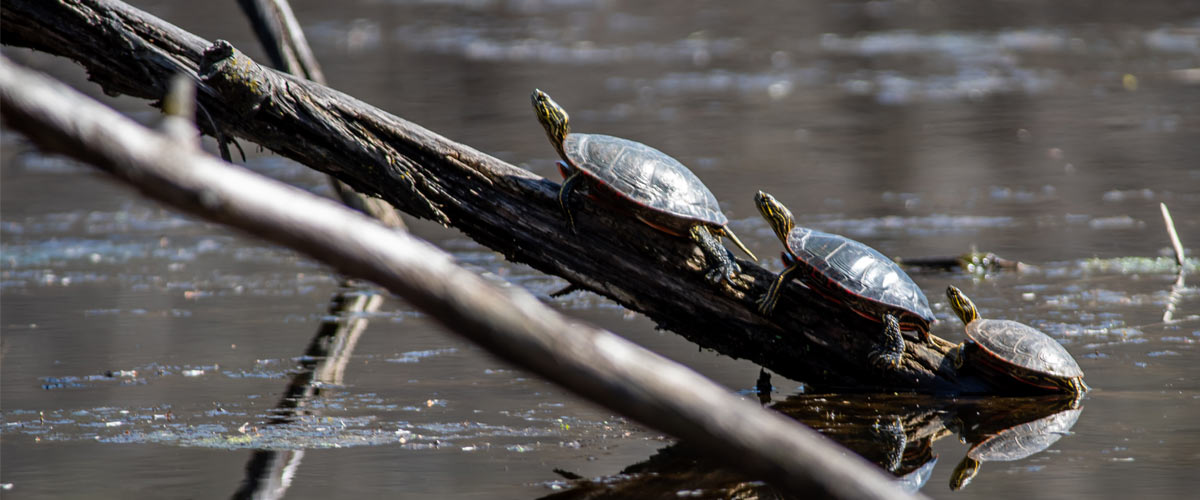 Three painted turtles on a log in the water.