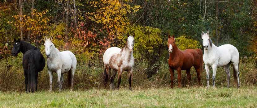 five horses on pasture