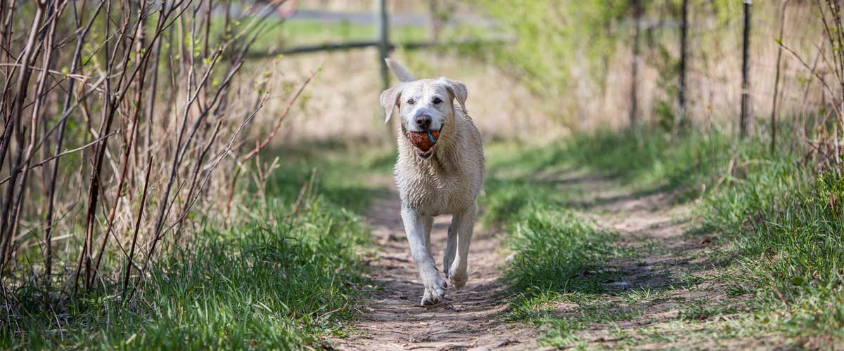 A wet yellow lab walks down a grassy trail with a ball in it's mouth.