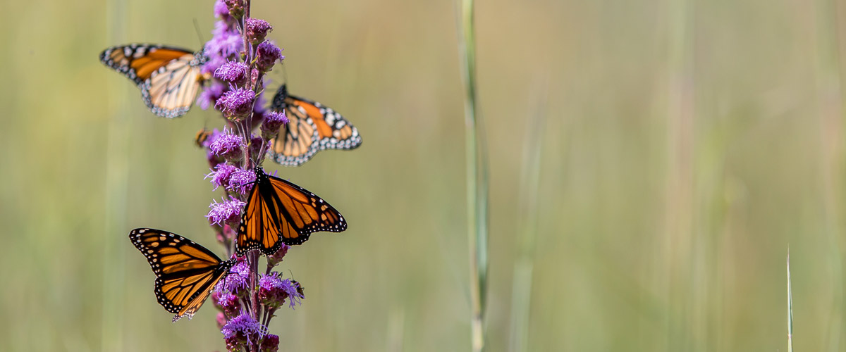 Monarch butterflies feed on a tall purple flower.