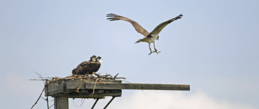 osprey flying from nest