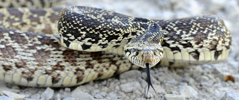 A black and yellow snake sticks its tongue out. 
