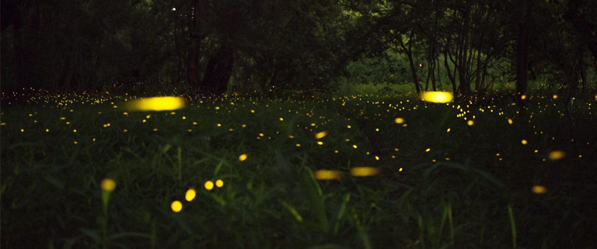 Fireflies glow against the forest floor at night. 