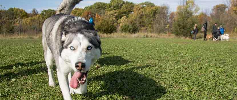a husky walks toward the camera with its tongue out.